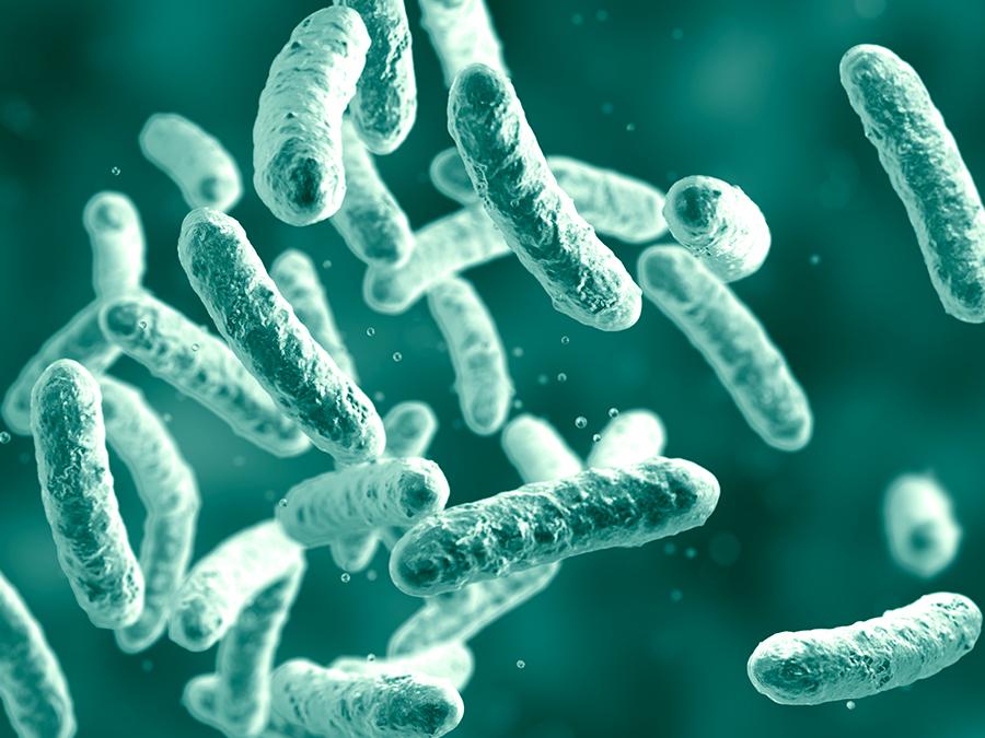 An enlarged, detailed illustration showing numerous rod-shaped bacteria floating in a greenish background. The bacteria have a textured surface and appear in various orientations. The image gives a microscopic view of the microbial world.